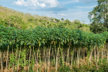 Obraz premium Country road in Cassava plantation field