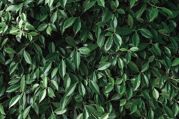 Fototapeta na wymiar Dark green Banyan leaves in garden