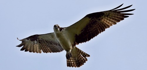 Osprey