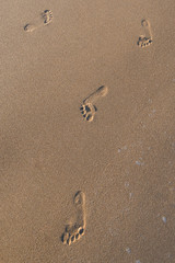 Fototapeta na wymiar human footprints in the fine sand at the beach