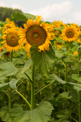 Obraz premium Sunflower Flower Blossom. Golden sunflower in the field backlit by the rays of the setting sun. 