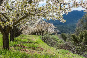 Cherry blossoms, Caderechas valley in Burgos, Spain