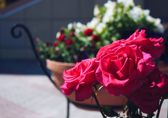 Bright red roses on the background of flower beds