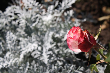 Pink rose on a background of blurred silver plant