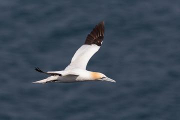 Fototapeta na wymiar side view flying gannet (morus bassanus), wavy blue sea