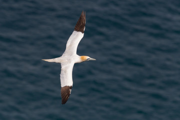 Fototapeta na wymiar one gannet (morus bassanus) flying over wavy blue sea