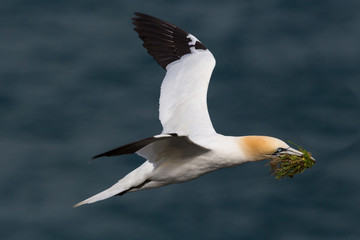 Fototapeta na wymiar closeup one flying gannet (morus bassanus), nesting material