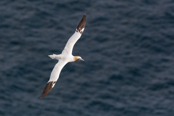Fototapeta na wymiar one isolated gannet (morus bassanus) flying over sea, spread wings