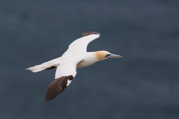 Fototapeta na wymiar gannet (morus bassanus) flying over sea with spread wings