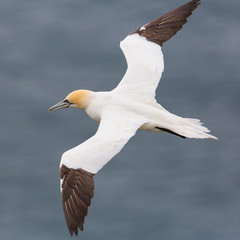 Fototapeta na wymiar detailed view isolated gannet (morus bassanus) in flight over sea
