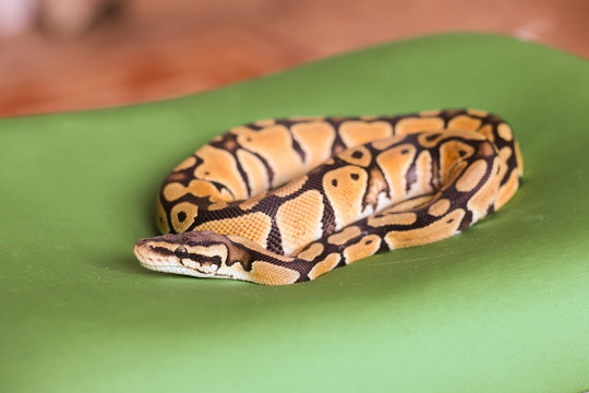 Young royal python on a green pillow