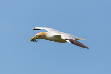 Fototapeta na wymiar flying gannet (morus bassanus) with nesting material