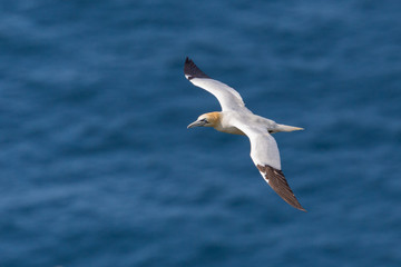 Fototapeta na wymiar close-up gannet (morus bassanus) flying over blue sea