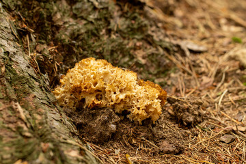 (Sparassis crispa). Baking a massive sponge. Search hub. Mushrooming. A walk in the woods.