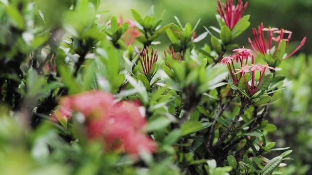 wide shot of red Flower with green stalks being blown by the wind breeze flora garden park bokeh blur background