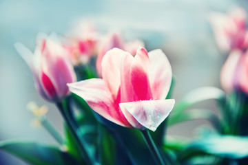 Pink tulip in flower market with sun light. Natural background