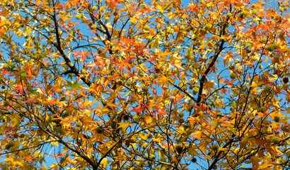 Part of autumn tree