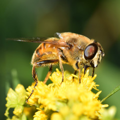 Schwebfliege, Syrphidae, Fliege, Bienenschwebfliege, Brachypalpus valgus, Biene, Insekt, Tier,...