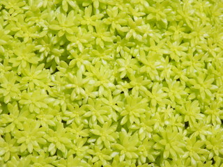 セダムの一種/接写