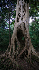 the Liana that covered the trunk of the ficus to his death in Boabeng Fiema Monkey Sanctuary, Techiman, Ghana