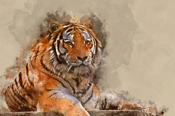Digital watercolour painting of Stunning close up image of tiger relaxing on warm day