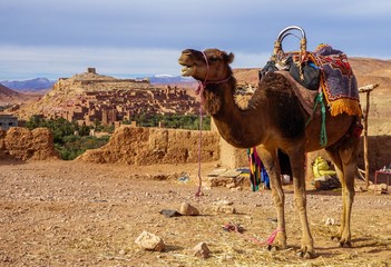 camel in the desert
