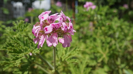 pink flowers in the garden
