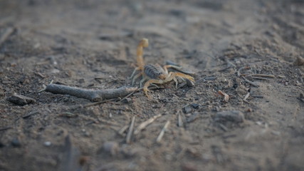 Scorpion