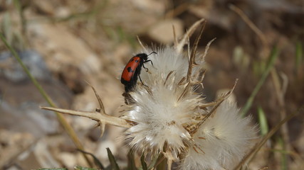 ladybird on flower