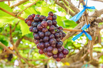 Red grapes in the vineyard