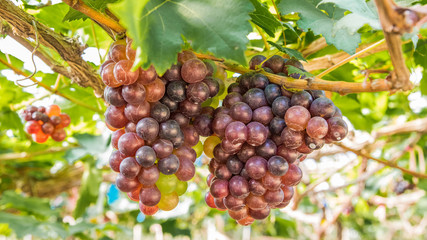 They add a rustic beauty to the landscape