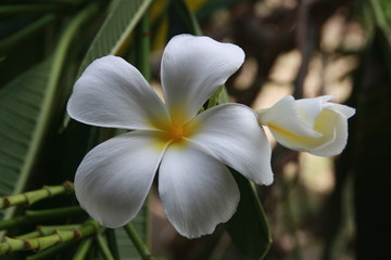 Fototapeta premium white flower