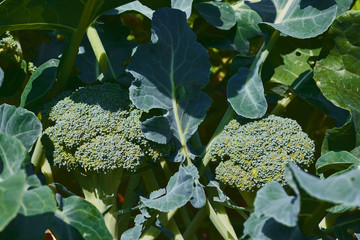 Broccoli with a healthy aspect. bed with grown fresh broccoli. agriculture concept. growing vegetables.