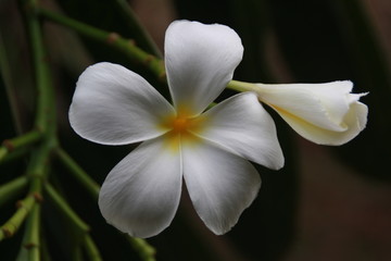 Fototapeta na wymiar white flower on black background