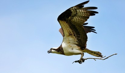 Osprey