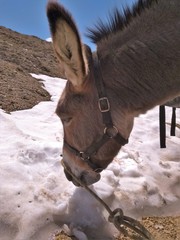 Ane à la neige