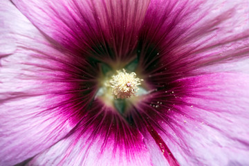 Obraz premium Mallow flower