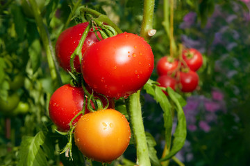 Ripe red tomatoes on the branches in a greenhouse