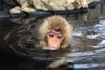 Hot bath for snow monkeys in Jigokudani Monkey Park in Nagano Japan