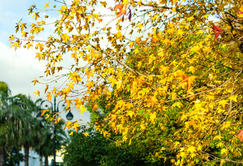 Yellow leaves and green trees