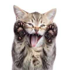 Funny kitten cat portrait with open mouth and two paws uoisolated © Andrey Kuzmin