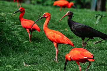 Scarlet ibis, Eudocimus ruber. Wildlife animal in the zoo