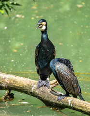 The great cormorant, Phalacrocorax carbo sitting on a branch