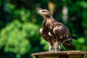 Harris's hawk, Parabuteo unicinctus, bay-winged hawk or dusky hawk