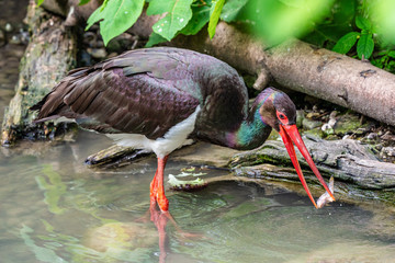 Black stork, Ciconia nigra in a german nature park