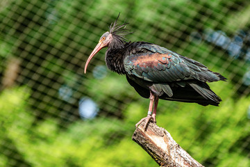 Northern Bald ibis, Geronticus eremita in the zoo