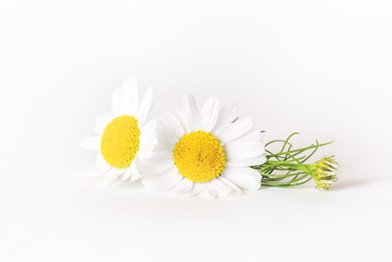 Chamomile or camomile flowers isolated on white background.