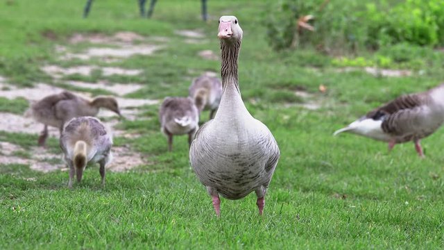 Wild goose family walking to water on wetland