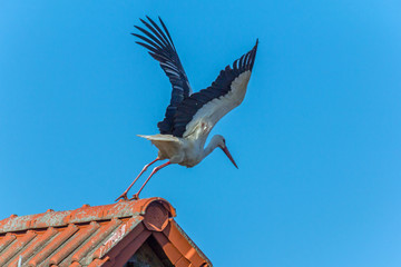 Storch