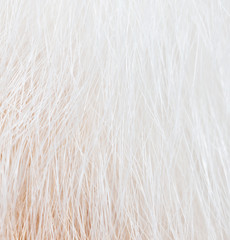 White and red hair of a cat as a background